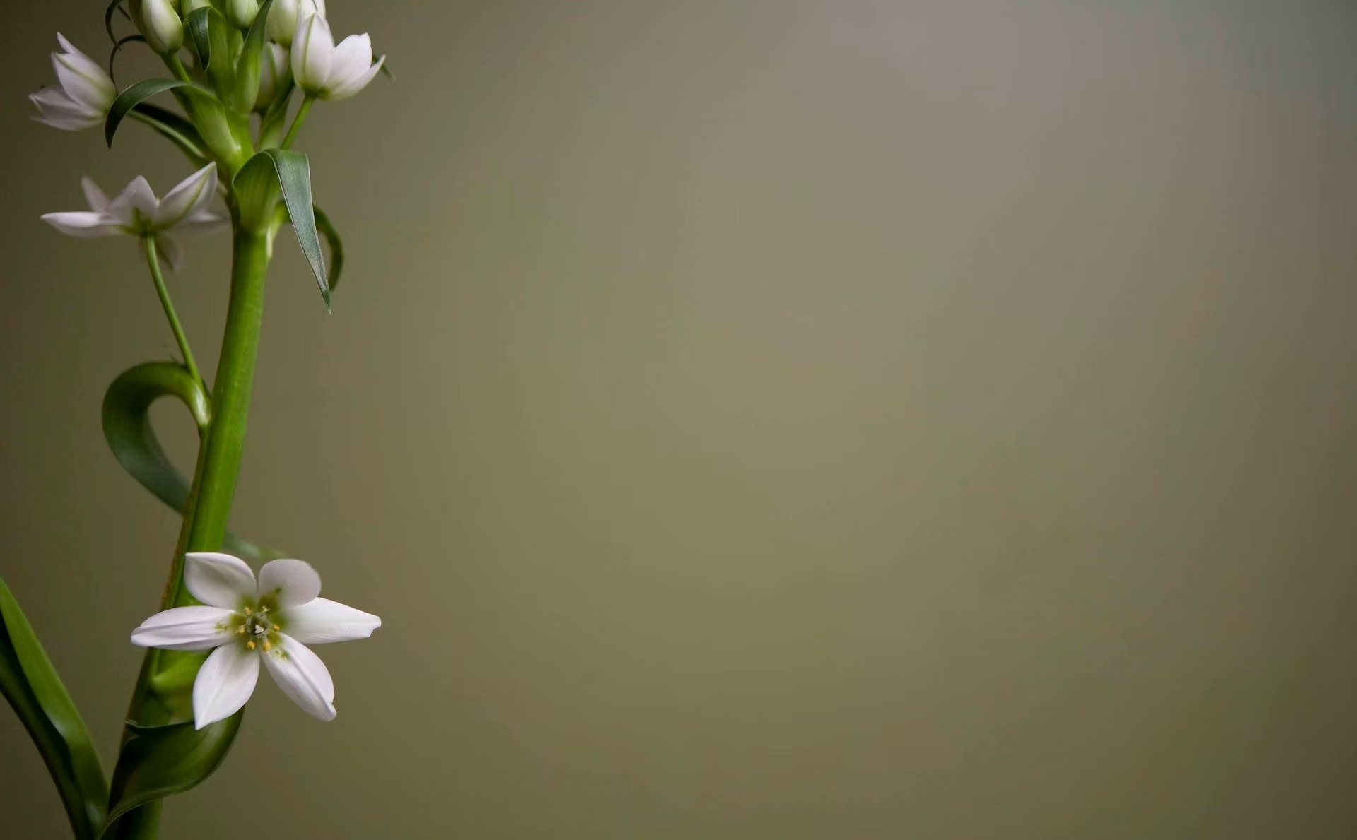 White blossoms against a soft green background