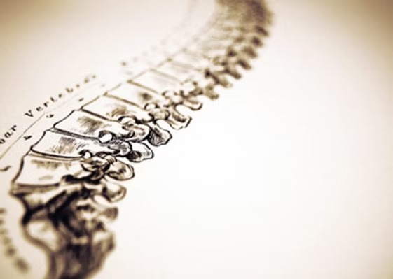 Vintage anatomical drawing of a spine